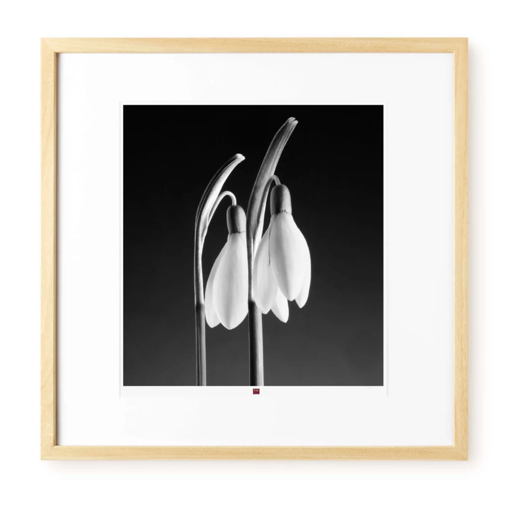 arte-fotografía-flor-de-inocencia