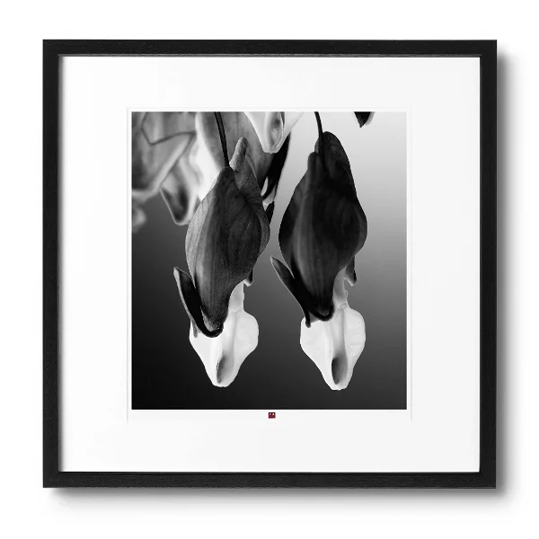 arte-fotografía-flor-de-la-paz