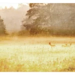 'Morning Dew' self-adhesive wallpaper for bedrooms