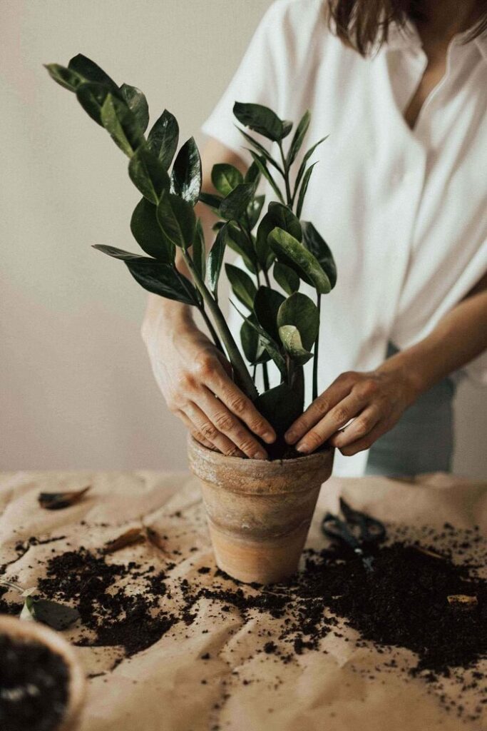 asegurarse de que las plantas de las macetas están bien cuidadas