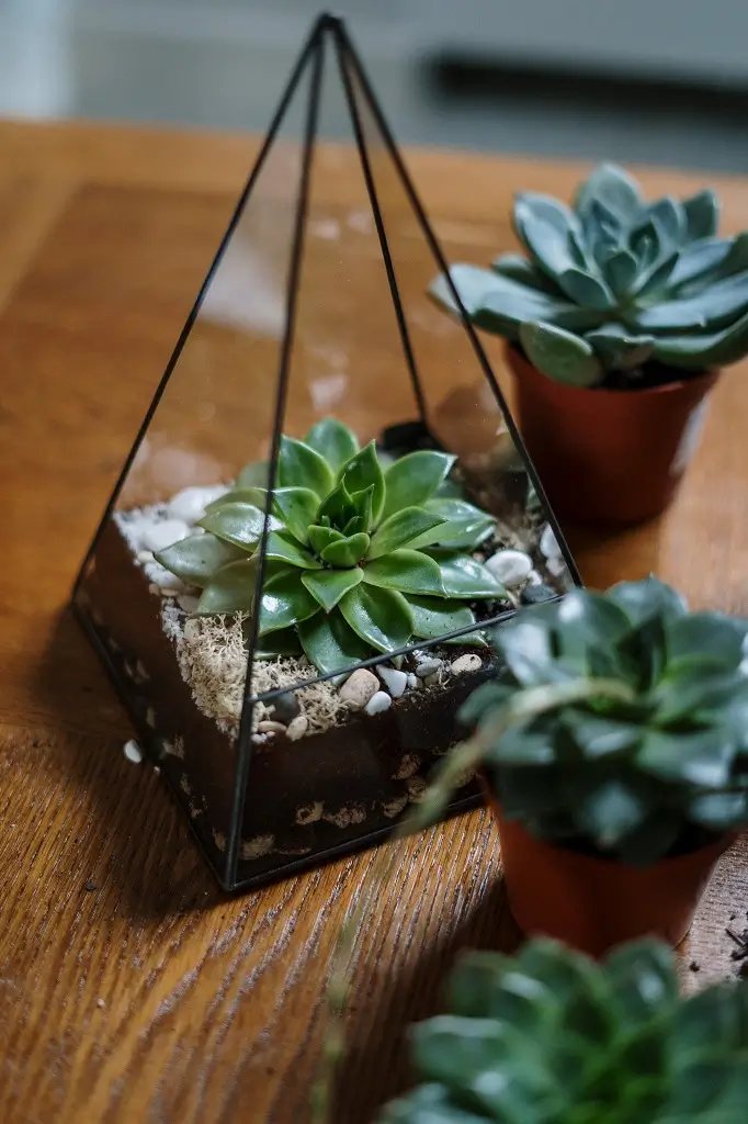 decorative-houseplants-for-your-plant-loving-partner