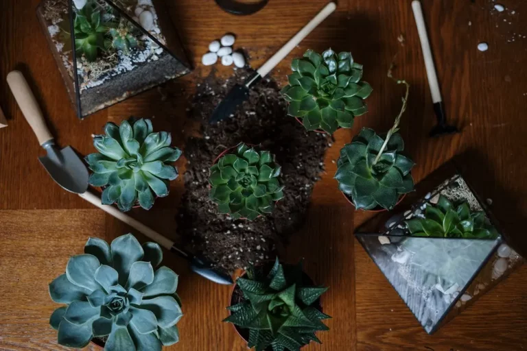 diy-decorative-houseplants-for-your-plant-loving-partner-4