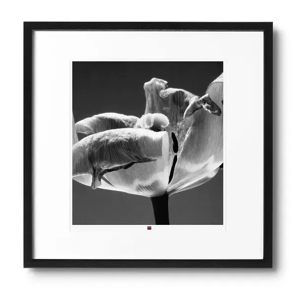 arte-fotografía-flower-of-cordiality-1