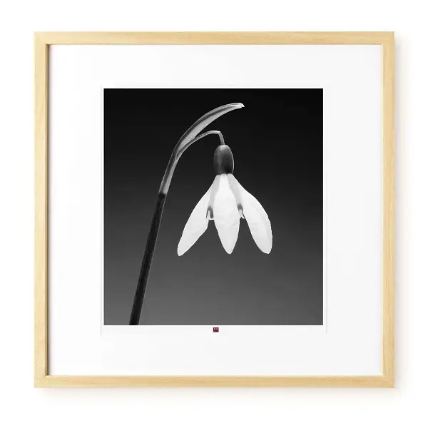 arte-fotografía-flower-of-gratitude-1
