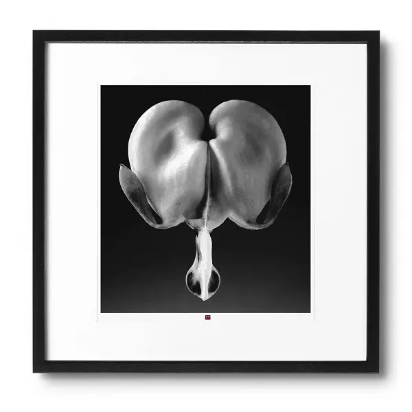 arte-fotografía-flower-of-truth-1